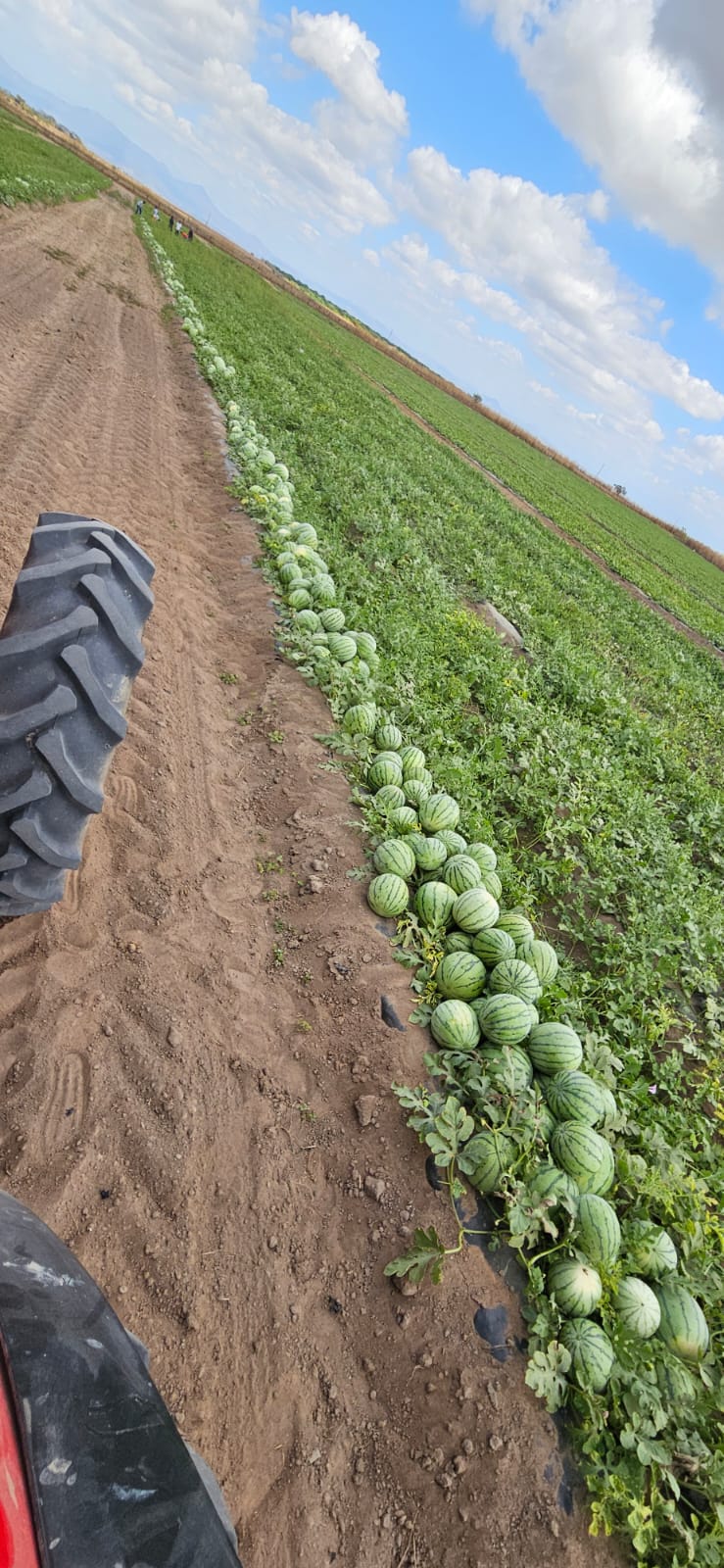 Sandía Sin semilla - agrofuerza